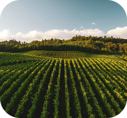 Rows of crops on rolling farmland