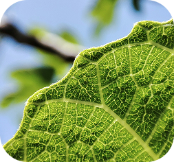 Close-up of a green leaf against the sky